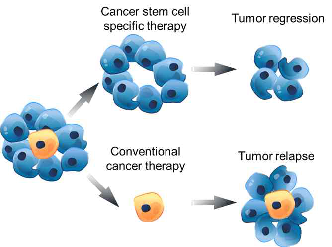 암 줄기세포 표적 치료와 기존 항암 치료
