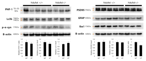 노화된 Ndufs4+/-동물의 흑질 단백질 발현 변화