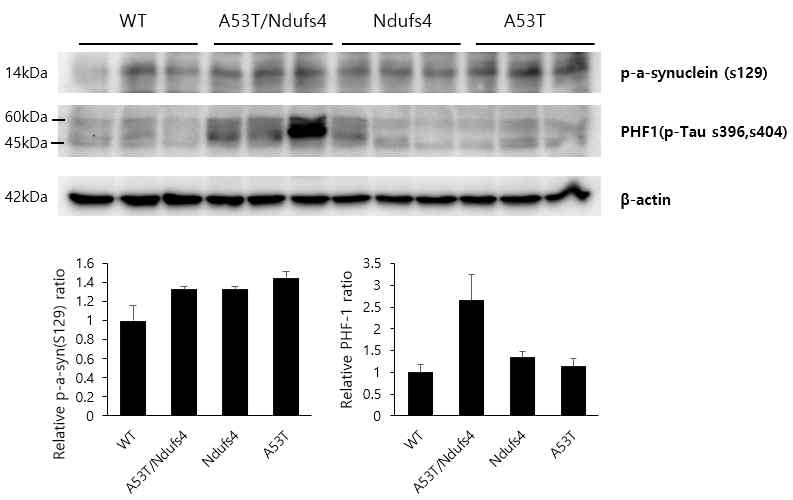 A53T/Ndufs4 중뇌의 응집단백질 인산화