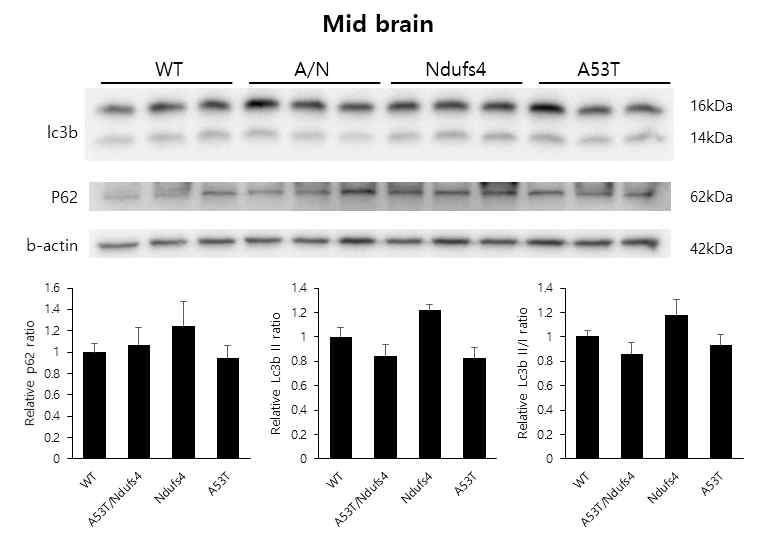 A53T/Ndufs4 중뇌의 autophagy 신호 감소