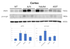 A53T/Ndufs4 결합모델의 대뇌 응축 단백질 인산화 신호 증가