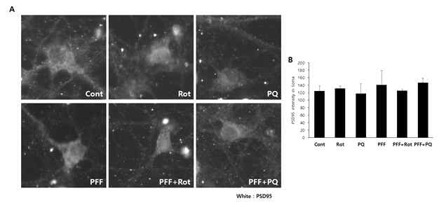 pesticide/a-syn PFF처리에 의한 post-synaptic 단백질(PSD95) 발현 변화