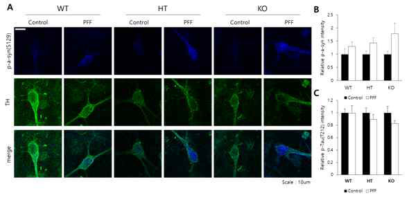 미토콘드리아 기능이상이 도파민성 신경세포의 a-syn, tau 인산화에 미치는 영향