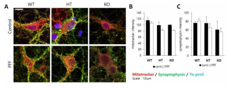 미토콘드리아 기능이상과 a-syn PFF에 의한 synapse 및 미토콘드리아 활성 변화