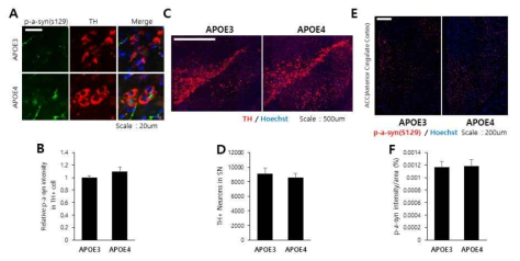 APOE4 동물의 도파민성 신경세포 사멸 및 a-synuclein 인산화 변화