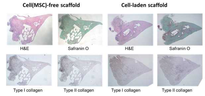 3차원 반월상 연골판 지지체의 비글견 이식 24주 후 조직학적 (H&E, Safranin O, Type I collagen, Type II collagen) 분석 결과