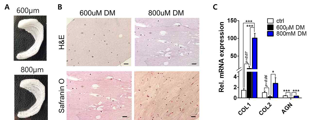 600μm와 800μm의 pore size를 갖는 3D 반월상 연골 구조체 (A). 6주 동안 분화시킨 뒤 pore size에 따른 조직학적 비교 /분석 (B) 및 유전자 발현량 비교 (C)