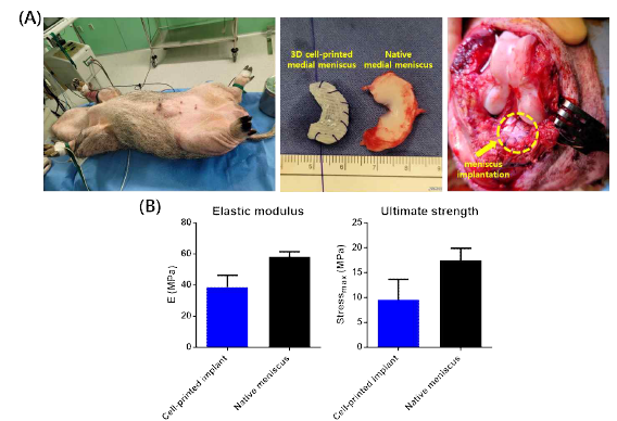 3차원 반월상 연골판 지지체의 미니어처피그 모델 이식 (A) 및 이식 12주 후 생역학적 기능 평가 (B)