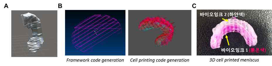 (A) 비글견 반월상 연골판 CAD 모델 (B) 세포프린팅을 위한 프린팅 경로 생성 (C) 3차원 세포프린팅된 반월상 연골판 전조직체