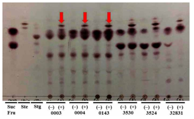 Leuconostoc, Lactobacillus, Acetobacter 균주의 생물전환능 TLC 분석