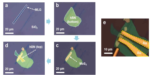 (a-d) Dry transfer 방법에 의한 hBN/MoS2/hBN/MLG 이종 접합 구조의 제작에 대한 광학 이미지와 (e) Cr/Au 증착을 통해 이 루어진 소자 사진. [a) MLG (~2 nm), b) MLG/SiO2 기판 위에 전 사된 hBN (~23 nm) c) hBN/MLG/SiO2 기판 위에 전사된 MoS2 (~10 nm). d) MoS2/hBN/MLG/SiO2 위에 전사된 hBN (~17 nm)]. [ref. : 8 (‘Adv. Funct. Mater. 2021, 31, 2105472’에 보고됨)]