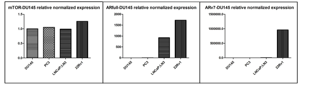 qPCR에서의 Prostate cancer cell line ARFL/ARv7 mRNA level 확인