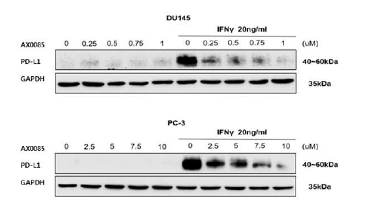 Western blots으로 확인한 AX0085과 IFNγ 병합처리 결과