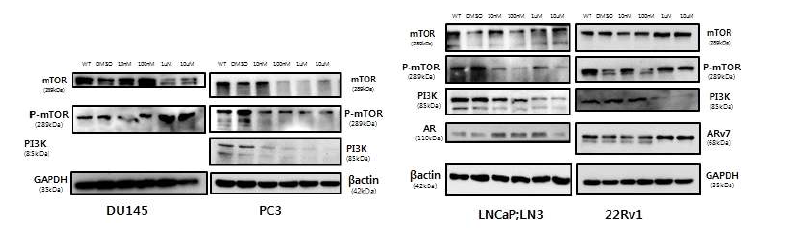 mTOR inhibitor(Temsirolimus;CCI-779) 72hr treat 결과