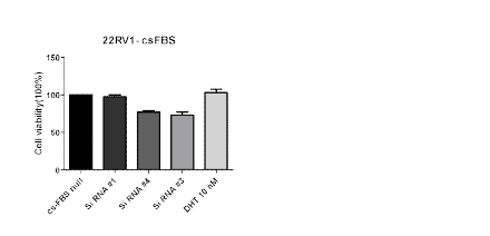 22RV1 cell 에 hormone deprivation 상태에 노출 시킨 후 ARV7_siRNA transfection 후 72h 후에 MTT assay 진행