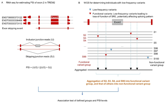 Aggregation of low-frequency variants based on splicing machinary in TREM2 gene