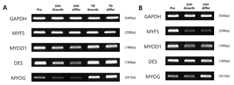 PLGA knitted mesh (24h, 7days) (A)와 Alginate bead 지지체 (24h) (B)에서 성인 근육모세포(hSkMCs) 표현형 발현을 확인하는 RT-PCR 결과