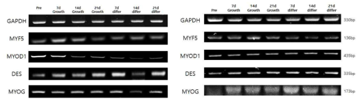 인간 근육모세포(좌)와 마우스 근육모세포(우)의 21일 증식, 분화 후 표현형 발현