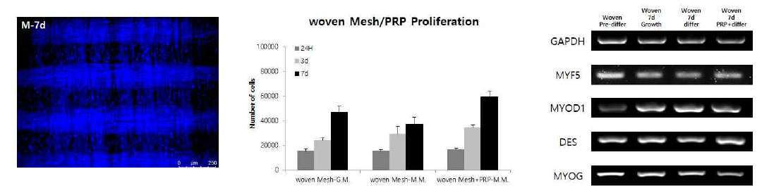 근육모세포의 PLGA woven mesh에서의 증식 및 표현형 발현