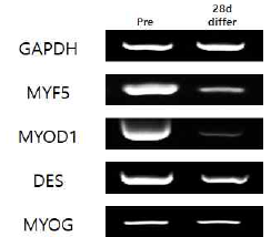마우스 근육모세포의 alginate bead 배양 조건에서의 표현형 발현 결과
