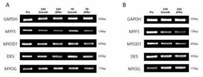 PLGA knitted mesh와 Alginate bead 지지체에서의 마우스 근육세포주(C2C12) 표현형 발현을 확인하는 RT-PCR 결과