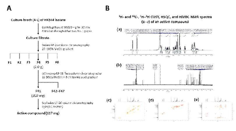 (A) HK544 배양여액으로부터 유효 생리활성물질 분리과정 모식도. (B) Compound 1의 ESI-MS, 1H-, 13C-NMR, 1H-1H COSY, HSQC, HMBC 스펙트럼