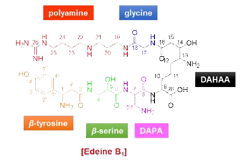 유효생리활성물질 edeine B1의 화학구조