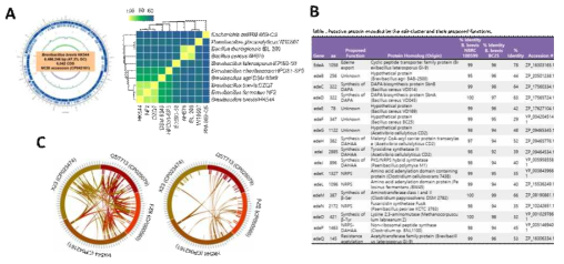 (A) HK544 균주의 whole genome sequencing 및 계통분석 결과. (B) antiSMASH를 이용한 바실러스 속 균주들의 이차대사산물 생합성 유전자군 및 edein B1 생합성 유전자 클러스터 (C) 생물농약으로 개발된 타 바실러스 속 균주들간의 synteny circos plot 분석