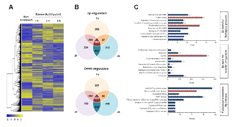 Edeine B1 처리에 따른 붉은 곰팡이의 전사체 분석 (A) heatmap (B) 각 처리구별 up- and down-regulated 유전자수에 대한 venn diagram (C) GO term analysis