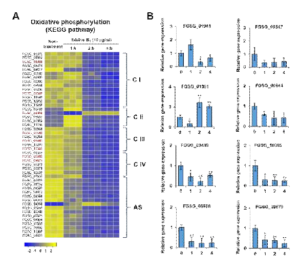 (A) KEGG pathway의 oxidative phosphorylation 유전자 발현 heatmap. (B) qRT –PCR을 통한 발현 확인 결과