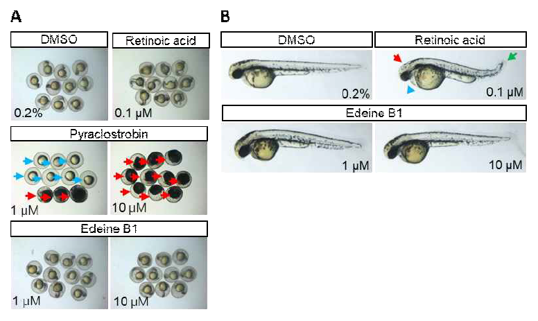 제브라피쉬를 이용한 독성 시험. (A) Edeine B1 처리 후 20시간째 수정란의 모습 (B) 처리 후 44시간째 제브라피쉬의 정상적 발생 모습