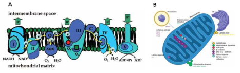 미토콘드리아 전자전달계 모식도(A) 및 곰팡이 특이적 미토콘드리아 단백질(B)