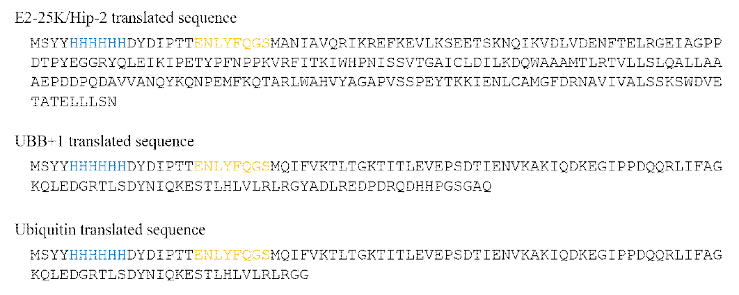 발현용 단백질 서열. 단백질 서열에서 N-terminus말단에는 six-histidine tag(blue)와 TEV cleavage site(yellow)가 첨가