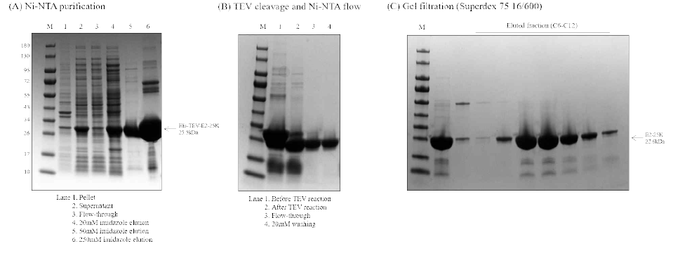 Ni2+-NTA 및 SEC을 이용한 E2-25K 정제