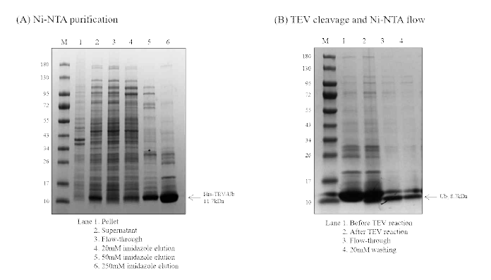 Ni2+-NTA 및 SEC을 이용한 Ubiquitin정제