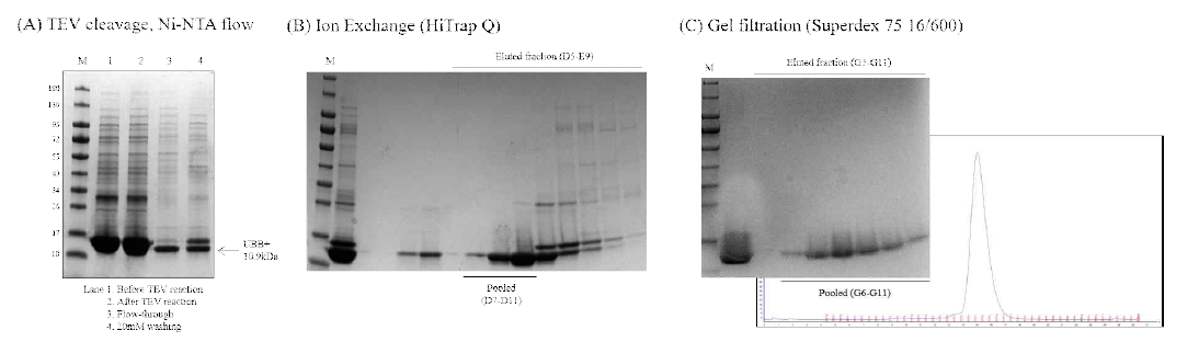 Ni2+-NTA 및 SEC을 이용한 UBB+정제