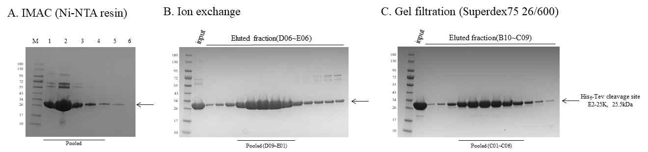 Ni2+-NTA, Ion exchange 및 SEC을 이용한 E2-25K 정제