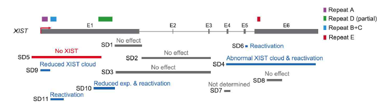 거대결손을 이용한 XIST 유전자 녹아웃 및 functional element 발굴