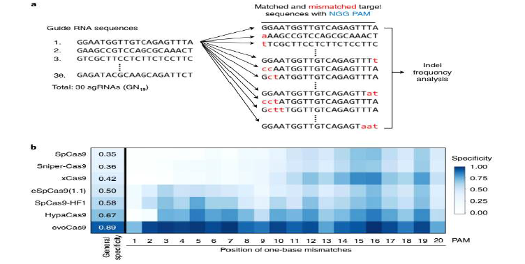 (a) 다중으로 off target을 측정하는 방식의 모식도. (b) Cas9 변이체들의 specificity profile