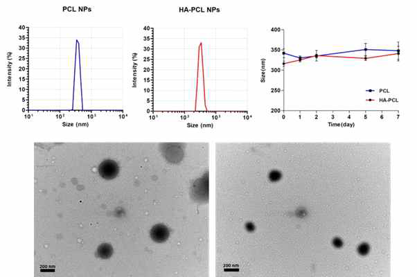 (A) PCL 나노입자 (좌)와 HA-PCL 나노입자의 크기, (B) 일주일간 크기 변화 (in PBS), (C) PCL 나노입자 (좌)와 HA-PCL 나노입자 (우)의 TEM 이미지