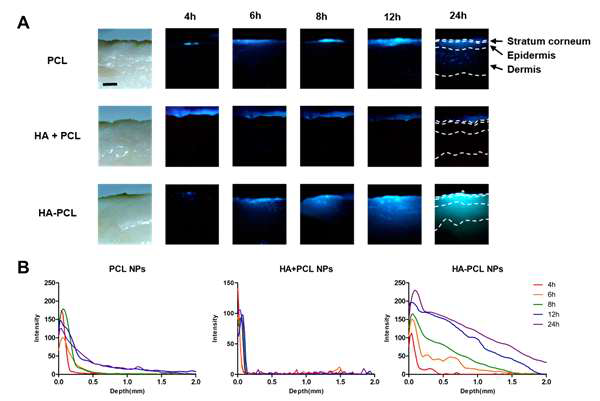(A) 시간에 따른 나노입자의 경피 흡수 거동 이미지 (PCL 나노입자, HA+PCL 나노입자, HA-PCL 나노입자) (B) 피부 표면으로부터 깊이에 따른 청색광 밝기 변화