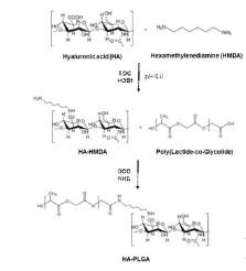 Synthesis of HA-PLGA