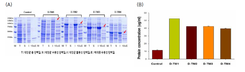 CBM3 제거의 TM1 분비 생산의 영향. (A) SDS-PAGE 분석 결과 및 (B) 배지 중으로 분비된 단백질의 총 농도
