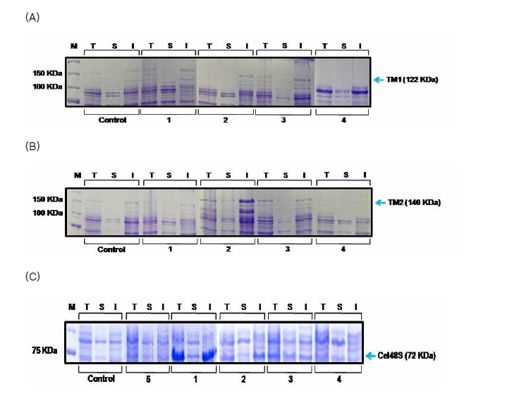 다양한 대장균 균주에서의 TM1 (A), TM2 (B), Cel48S (C)의 발현 SDS-PAGE (1. BL21 star (DE3) 2. BL21 RIL (DE3) 3. C41 (DE3) 4. C43 (DE3) 5. BL21 (DE3))