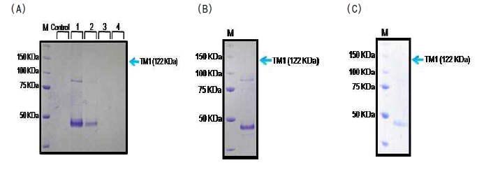 His-tag 친화성 크로마토그래피를 이용한 TM1의 정제 후 SDS-PAGE 결과. (A) 다양한 균주(1. BL21 star (DE3) 2. BL21 RIL (DE3) 3. C41 (DE3) 4. C43 (DE3)), 25℃에서 발현유도, (B) BL21 star (DE3), 15℃에서 발현유도, (C) BL21 star (DE3), 15℃에서 발현유도 및 단백질 분해 효소 억제제 첨가