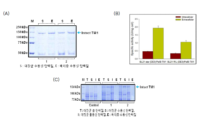 PelB 분비 서열 부착을 통한 활성형 TM1 생산. (A) PelB-TM1-His tag 정제 후 SDS-PAGE 분석 결과, (B) CMC에 대한 비활성 측정결과, (C) SDS-PAGE에서 BL21 star (DE3)와 BL21 RIL (DE3)에서의 TM1 발현 확인 결과 (1. BL21 star (DE3) 2. BL21 RIL (DE3))