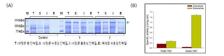 PelB 분비 서열 부착 및 DsbA 분비 서열 부착을 통한 활성형 TM1 생산. (A) SDS-PAGE 분석 결과 (1. PelB-TM1 2. DsbA-TM1) 및 (B) CMC에 대한 비활성 측정 결과