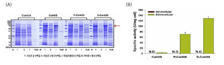 PelB 분비 서열 및 DsbA 분비 서열 부착을 통한 활성형 Cel48S 생산. (A) SDS-PAGE 분석 결과 및 (B) Avicel에 대한 비활성 측정 결과 (N.D.: Not detected)