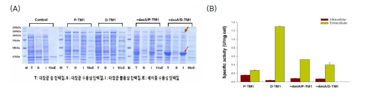 dacA 과발현을 통한 TM1의 분비생산 증대. (A) SDS-PAGE 분석 결과 및 (B) Avicel에 대한 비활성 측정 결과