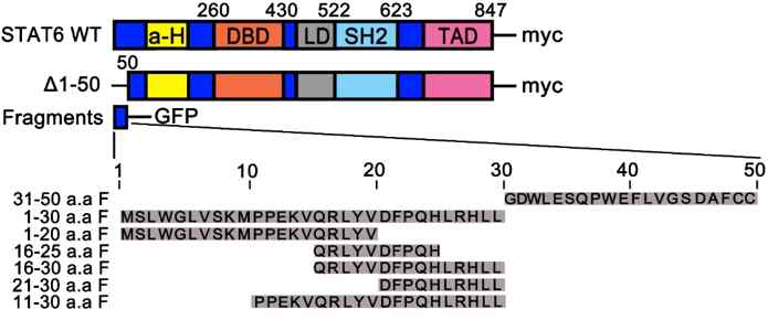 Domain structure of STAT6